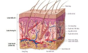 Cấu tạo và chức năng của làn da