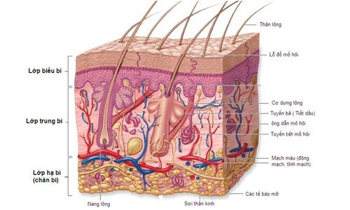 Cấu tạo và chức năng của làn da